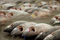 Știți să vă alegeți peștele din piață? (2)