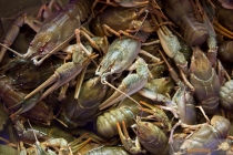 Crayfish party sau “toamna se numara racii”