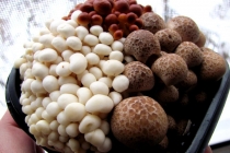 Ciuperci Shimeji