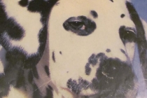 Dalmatian