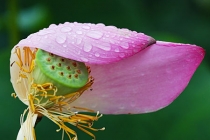 Pe scurt despre seminţele de lotus