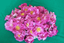 Dulceaţă din petale de trandafiri - Rózsadzsem